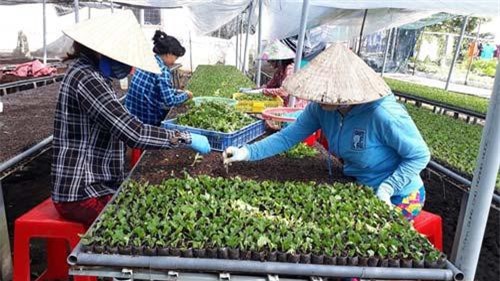 Đồng Tháp: Thu nhập hấp dẫn từ việc bán cây hoa giống