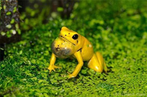 Giải đáp bí ẩn đằng sau con ếch độc bậc nhất thế giới