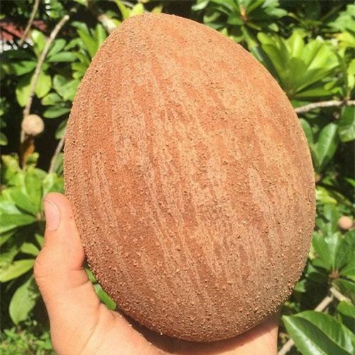 Hồng xiêm “siêu to” hút khách - Ảnh 2. Hồng xiêm “siêu to” hút khách - Ảnh 2.