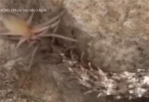 Khám phá những đứa 'con lai' kỳ dị nhất trong thế giới động vật: Rắn đuôi nhện