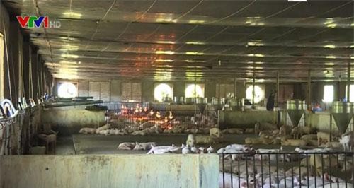 Khánh Hòa liên tiếp công bố dịch tả lợn châu Phi
