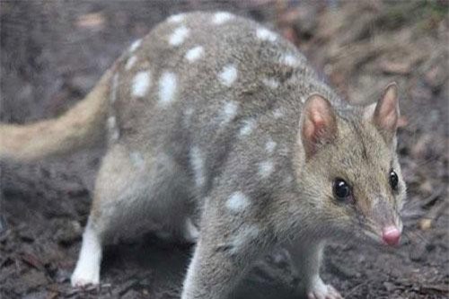 Lạ lùng với loài vật tên mèo, nhưng 'quái thai' như... chuột