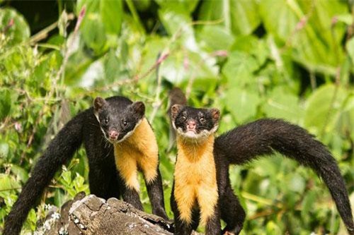 Loài chồn có bộ ngực vàng đáng yêu 'hút hồn' bất kỳ ai