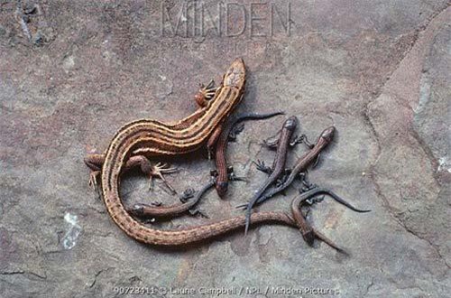 Loài thằn lằn 'tiến hóa ngược' cực hiếm trong thế giới tự nhiên