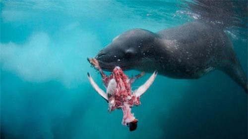 Những thủy quái đáng sợ khiến con người không rét mà run