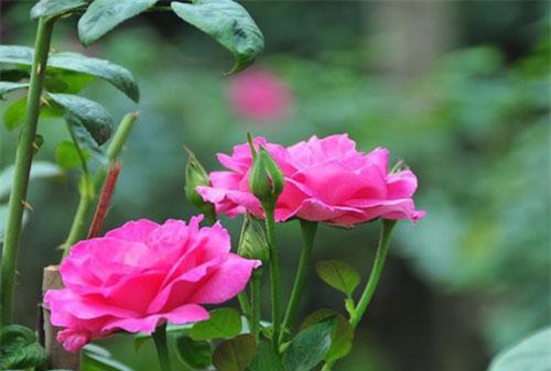 Nữ hoàng của các loài hoa và các bài thuốc độc đáo