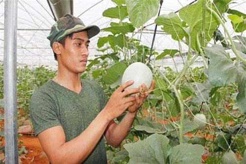 Quảng Trị: Khởi nghiệp thành công với mô hình dưa lưới đầu tiên tại Vĩnh Linh