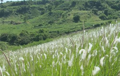 Rễ tranh lợi tiểu tiêu phù