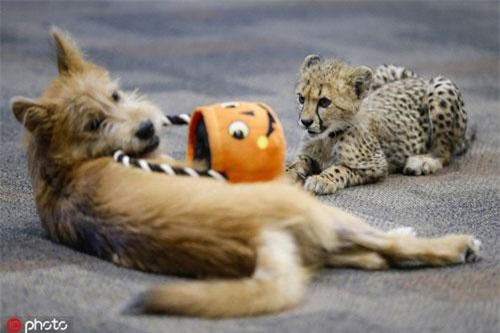 Sự hòa hợp gây 'choáng' giữa báo đốm và chó cưng