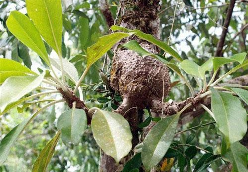 Sự thật 'choáng' về cây bí kỳ nam có ở Việt Nam