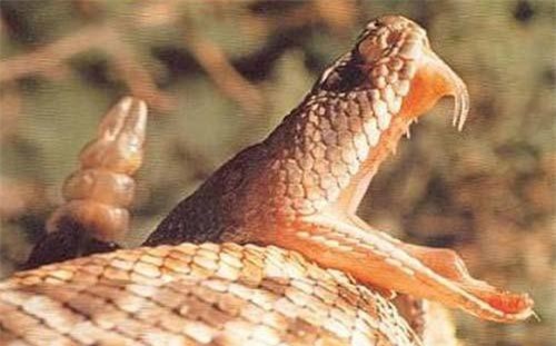 Thực hư chuyện loài rắn thường bị mù mắt vào mùa hè