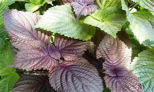 Xay nhuyễn tía tô làm mặt nạ theo cách này, da trắng mịn sau 2 tuần