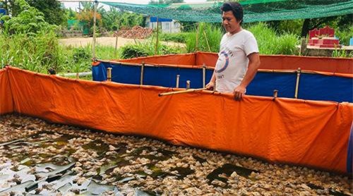 An Giang: Nuôi ếch Thái Lan trong bể bạt thu lợi nhuận cao