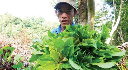 An Giang: Vượt qua thú dữ, rắn độc, hái rau rừng kiếm tiền triệu