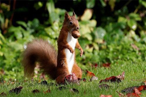 Ảnh động vật: Hươu đực gọi bạn tình, gấu ngủ ngon lành...