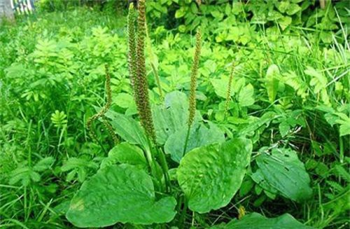 Bông mã đề: Cứu cánh của những người mắc bệnh viêm đường tiết niệu