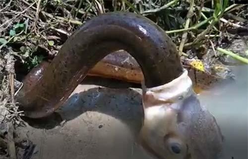 CLIP: Cá chép tham ăn nuốt chửng lươn 'khủng'