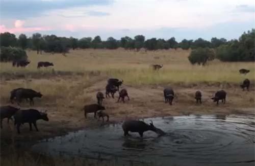 CLIP: Cá sấu kéo trâu rừng xuống hồ nước để ăn thịt