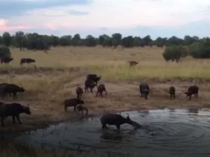 CLIP: Cá sấu kéo trâu rừng xuống hồ nước để ăn thịt