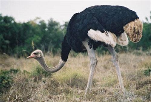 CLIP: Đà điểu mẹ quyết chiến với những kẻ tấn công con