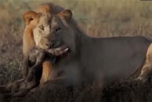 CLIP: Sư tử đực vô cớ giết chết 4 con linh cẩu