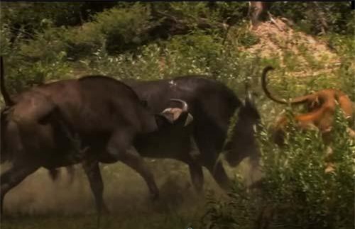 CLIP: Trâu rừng kéo quân tấn công đàn sư tử và cái kết bất ngờ