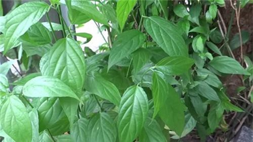 Cây xương khỉ: Loại cây mọc dại nhưng lại là 'thần dược' chống ung thư