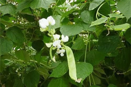 Công dụng giải độc 'thần kỳ' của cây đậu ván trắng