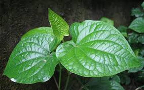 Đánh bay nám da, mụn trứng cá nhanh chóng bằng lá lốt