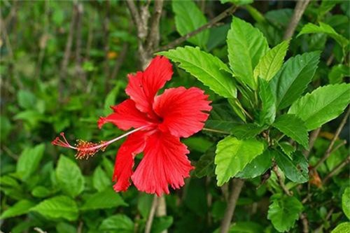 Điều bất ngờ về cây dâm bụt ít người biết