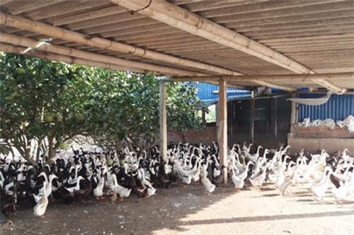 Hải Phòng: 'Hái trái ngọt' từ nuôi vịt sạch