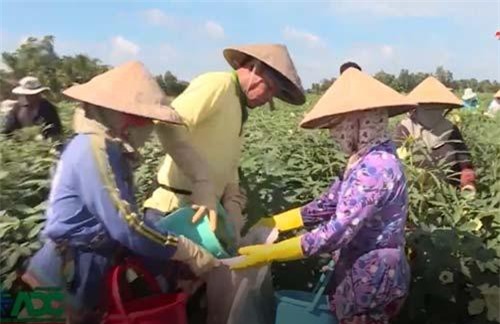 Hậu Giang: Mỗi ngày thu 1 triệu từ cây đậu bắp Nhật Bản