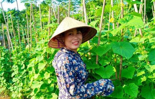 Hòa Bình: Bỏ việc kế toán về quê khởi nghiệp với rau sạch