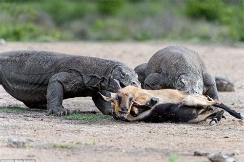 'Lạnh gáy' trước cảnh rồng Komodo khổng lồ hạ sát dê núi