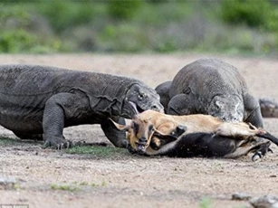 'Lạnh gáy' trước cảnh rồng Komodo khổng lồ hạ sát dê núi
