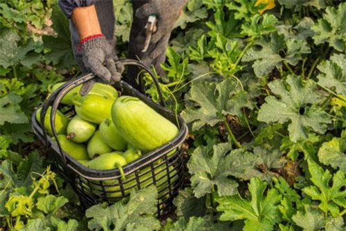 Lợi ích bất ngờ từ loại rau củ bình dân, rẻ tiền, có đầy ở Việt Nam