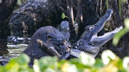 Những kẻ thủ ác đội lốt động vật ngoan hiền đáng yêu