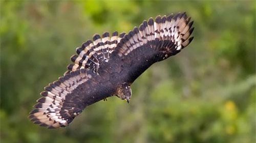 Những loài chim sát thủ cực đáng sợ ít ai ngờ tới