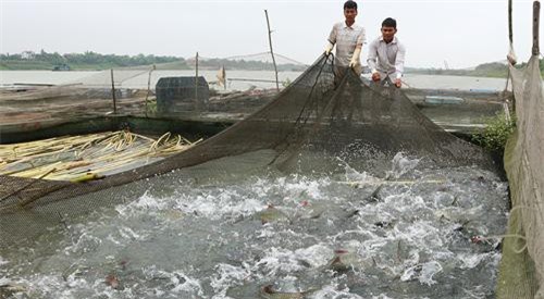 Phú Thọ: Nuôi cá đặc sản dày đặc trong lồng, bán 250-600 ngàn đồng/kg