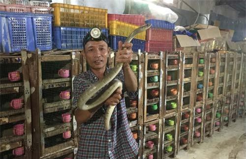 Phú Yên: Ớn lạnh người đàn ông nuôi đàn rắn độc hơn 1.000 con, dài cả mét