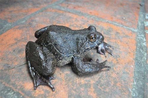 Săn 'thần dược' 'ếch đại gia' ở vùng đất Thánh