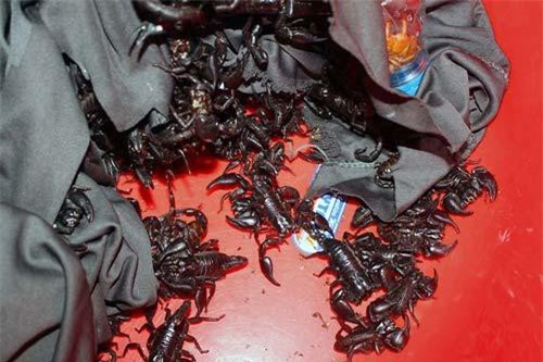 Săn 'thần dược xuân tình' ở chợ côn trùng lớn nhất miền Tây