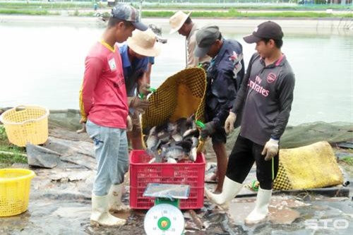 Sóc Trăng: Nuôi cá rô phi 5 vụ liên tiếp đều trúng cả 5
