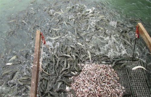 Tây Ninh: 1 nông dân lãi ròng 400 triệu nhờ nuôi cá lóc trong ao gò