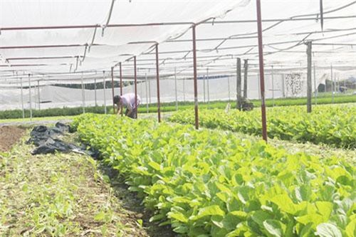 Thái Nguyên: Khởi nghiệp với rau sạch, hình thành HTX