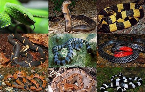 Top 10 loài rắn đẹp nhưng nguy hiểm ở Việt Nam