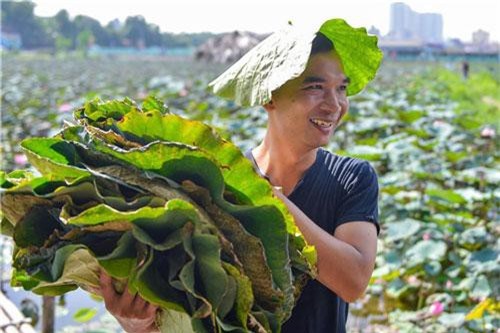 Từ bỏ thu nhập hàng nghìn USD mỗi tháng để giữ hồn sen bất tử