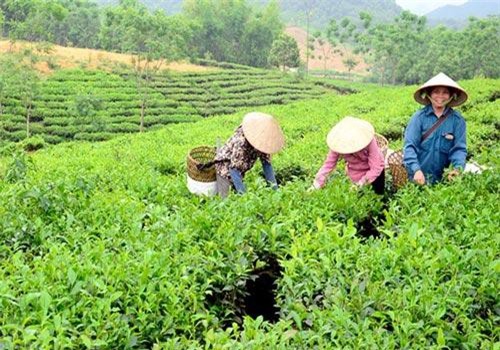 Tuyên Quang: HTX liên kết đào tạo, giải quyết việc làm