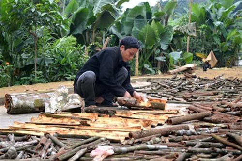 Yên Bái: Trồng quế 1 lần thu 20 năm, rủng rỉnh tiền xây nhà tậu xe
