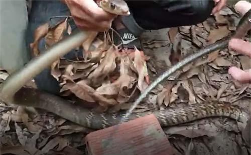 CLIP: Cận cảnh tay không bắt rắn hổ 'khủng' trên núi Yên Tử